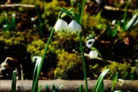 Two buds of snowdrop