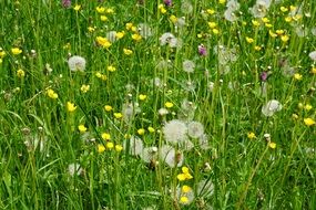 colorful meadow of field flowers