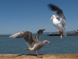 Seagulls in wildlife