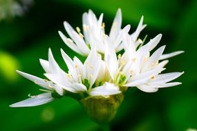 white bloom petals macro photo