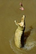 dangerous crocodile in a jump