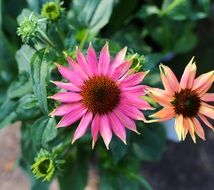 Colorful echinacea flowers