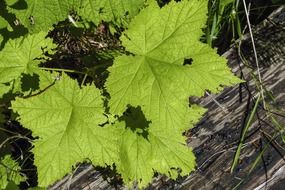 Close-up of the green leaves