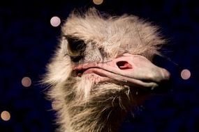 Ostrich head on black background