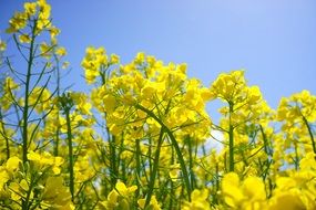 Yellow blossoms inflorescence against a bright blue sky