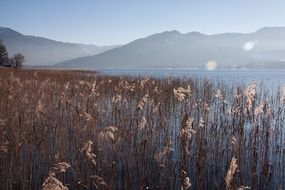 Marsh plants on the background of the lake