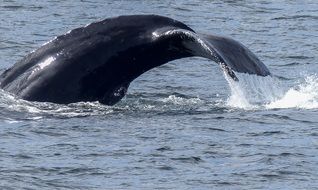 humpback whale tail