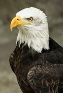 bald eagle portrait