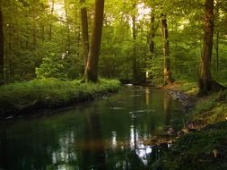 delightful forest water