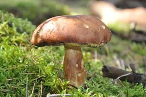edible brown mushroom on green moss