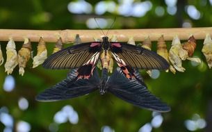 Cocoons of butterflies and colorful and beautiful butterflies