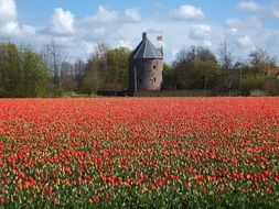 Landscape of Red tulip flower field