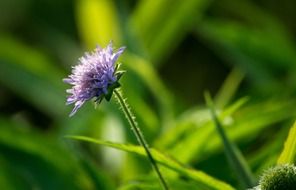 Blue flower near the green leaves of plants
