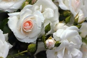 white roses in bloom on a blurred background