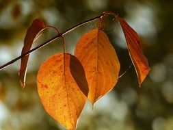 Yellow foliage in the sunlight