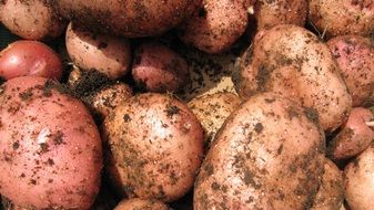 fresh potatoes