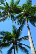 Green palm trees against the blue sky