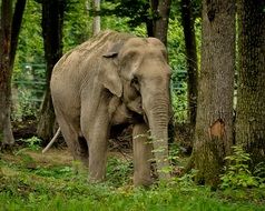 elephant in the forest in India