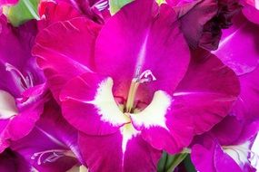 gladiolus sword flower