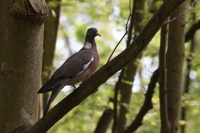 dove on a branch close up