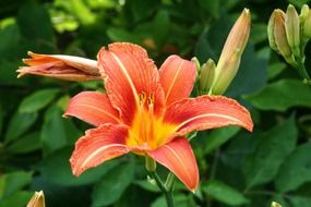 lilies of a orange color