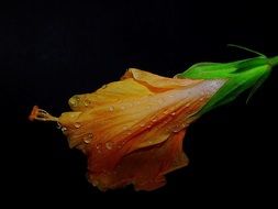 orange hibiscus flower with dew drops