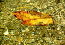 autumn leaf on crystal water close up