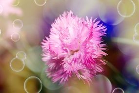 pink carnation blossom