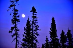 moon trees