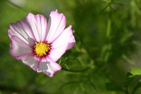 flower pink yellow