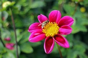 Bee on a beautiful, pink and yellow dahlia flower