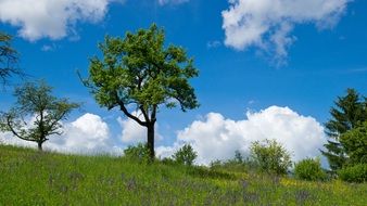 trees on meadow