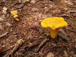chanterelle mushrooms in the forest