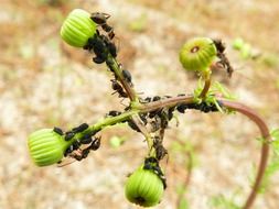 insects are sitting on the plant