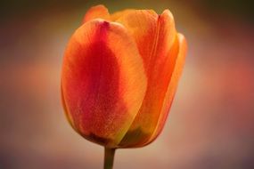 orange tulip blossom