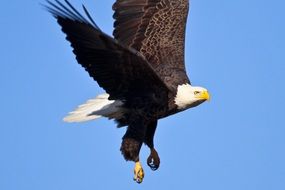 Bald eagle in flight against the blue sky