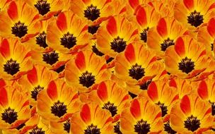 bright red-orange tulips