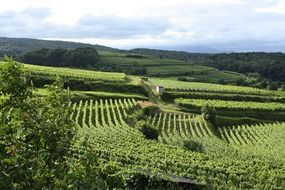 green vineyards in Germany