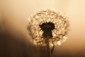 closeup photo of Dandelion against a background of light