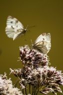 white butterfly on a flower