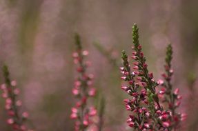 heather flowers