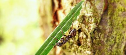 ant beneath grass blade, macro