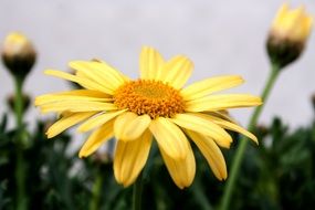 macro photo of the yellow chrysanthemum