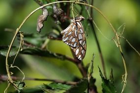 the wildlife of butterfly on a blurred background