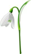 snowdrop, white flower, drawing