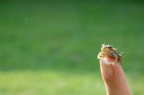 little frog sitting on finger closeup