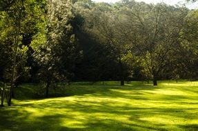 even green lawn and trees