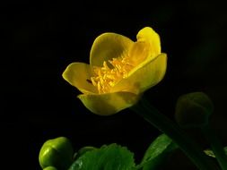 yellow bright caltha palustris