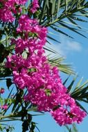 southern crimson flowers