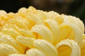 drops of dew on the petals of yellow chrysanthemum